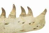 Mosasaur Jaw With Twenty Teeth - Oulad Abdoun Basin, Morocco #195777-13